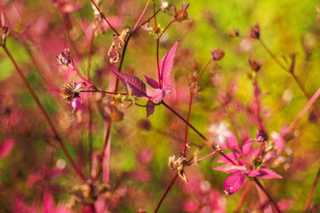  Fall backdrop. Autumn background- colorful bokeh