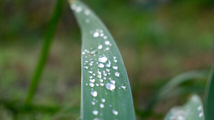 Close-up of morning dew on a leaf of a flower