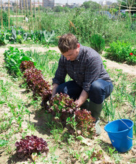 Successful farmer satisfied with red lettuce harvest in his field