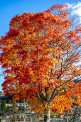 紅葉　中禅寺湖