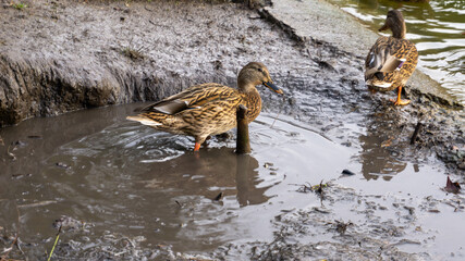 Duck looking for food in a puddle