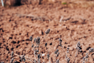 plant with last year's seeds in spring garden
