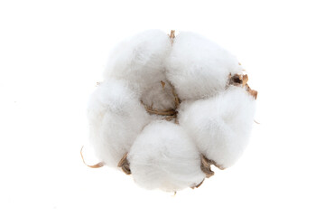 cotton bud isolated