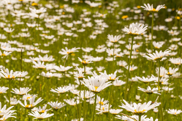 Wiese mit Margeriten Blüten mit unscharfen Hintergrund