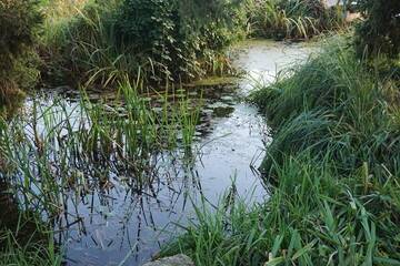 Teich