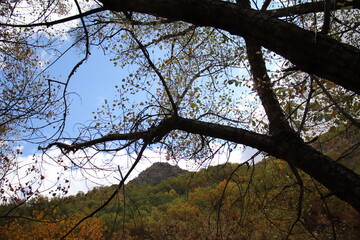 tree branches against sky