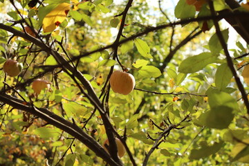 
close-up organic apple, among autumn colors