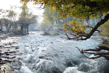 river in winter forest