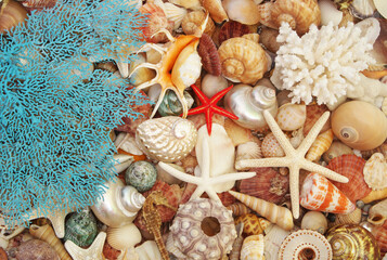 Fototapeta na wymiar Many different seashells, sea urchin, corals and starfishes as background
