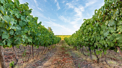 Fototapeta na wymiar Vines in the vineyard for grape harvest.