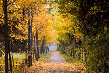 Beautiful and colorful autumn collection of Ginkgo leaves and paths in the park