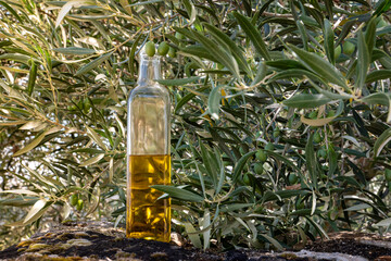 Virgin olive oil bottle with olive grove bottom