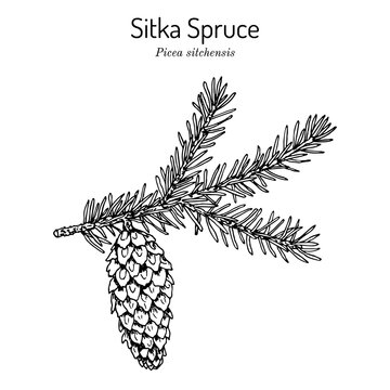 Sitka Spruce Picea Sitchensis , Coniferous, Evergreen Plant