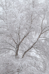 Fototapeta na wymiar background of tree branches in the snow. The concept of a snowy winter