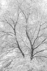 background of tree branches in the snow. The concept of a snowy winter