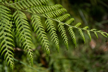 Fototapeta na wymiar Close-up view of fern leaves.