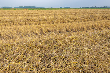Straw and stubble after mechanical harvesting and threshing of wheat