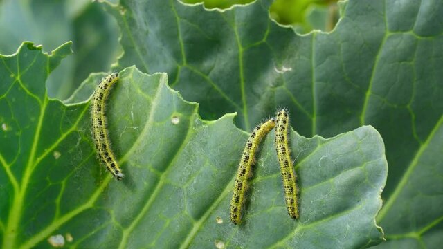 Cabbage white butterfly eating the leaves of a cabbage