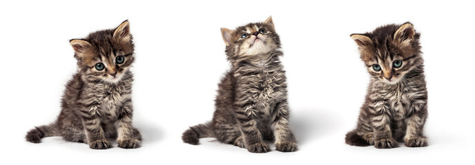Cute little striped kitten isolated on white background