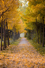 Beautiful and colorful autumn collection of Ginkgo leaves and paths in the park