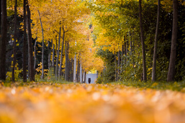 Beautiful and colorful autumn collection of Ginkgo leaves and paths in the park