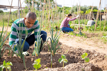 Fototapeta premium Young pakistani man farmer during working with garlic in garden outdoor