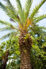 Palma. Summer. Background. Nature. Flora.