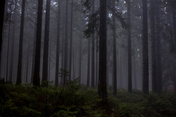 Forest in the fog, darker fantasy.