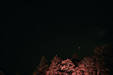 奈良県大台ヶ原の駐車場から見える夜空とライトに照らされた木々