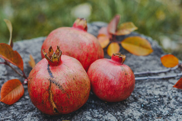 Fresh ripe pomegranates with yellow leaves. Autumn