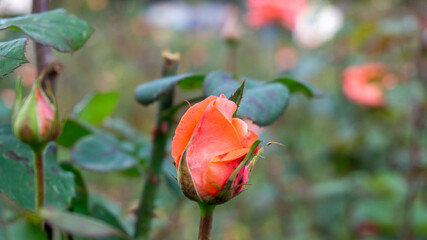 Image of beautiful fresh rose in Andalusia