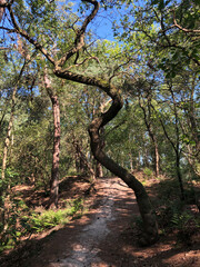 Path through the forest around Beerze