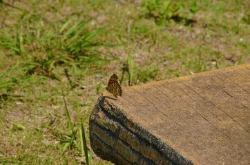 Japan pictures, typical japanese traditional lifestyle, trees ans nature in japan 
Beautiful selection of high quality photography in Hokkaido, Tokyo, Osaka, Kyoto, Kawagushiko, Sakurajima and Okinawa