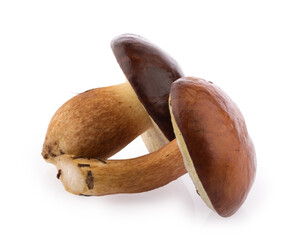 edible Bay bolete (Imleria badia) mushroom isolated on white background