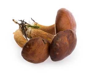 edible Bay bolete (Imleria badia) mushroom isolated on white background