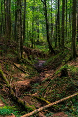 Peat bog forest Red Creek (Crveni potok)  on Tara mountain in Serbia