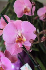 pink orchid flower