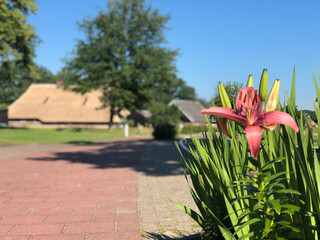 Fototapete bei efototapeten.de bestellen   