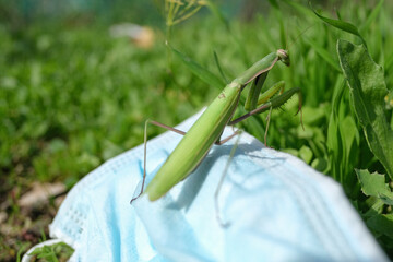 Praying mantis living on discarded used medical face mask Waste pollution.Contaminated habitat,COVID19 trash