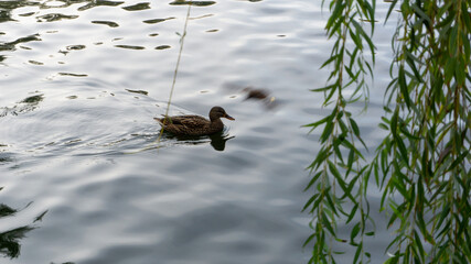 Beautiful duck on the lake in autumn