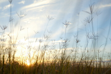 Beautiful golden sunset, blue skies through a field of long grass and seed pods