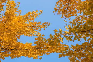 Beautiful and colorful autumn collection of Ginkgo leaves and paths in the park