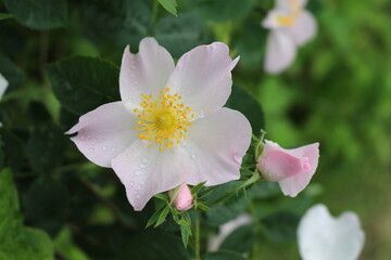 
Delicate pink rosehip flowers bloom on a bush in a summer garden