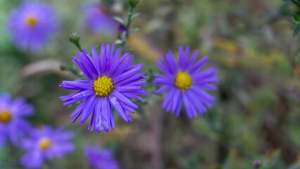 beautiful autumn close-up of the flower