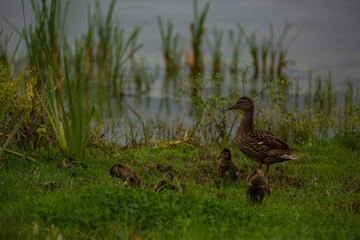 Mallard in spring in Aiguamolls De L'Emporda Nature Reserve, Spain