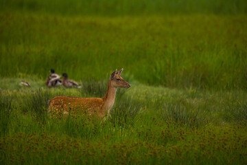 Fallow deer in Aiguamolls De L'Emporda Nature Reserve, Spain