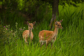 Fallow deer in Aiguamolls De L'Emporda Nature Reserve, Spain © Alberto Gonzalez 