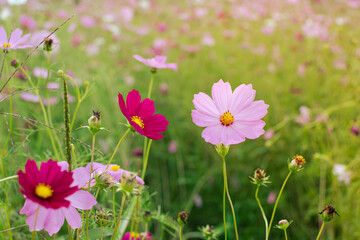 Fototapeta premium Cosmos flowers in the garden. Beautiful nature background.