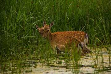 Fallow deer in Aiguamolls De L'Emporda Nature Reserve, Spain