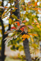 Branches with colorful autumn leaves. Cherry plum.